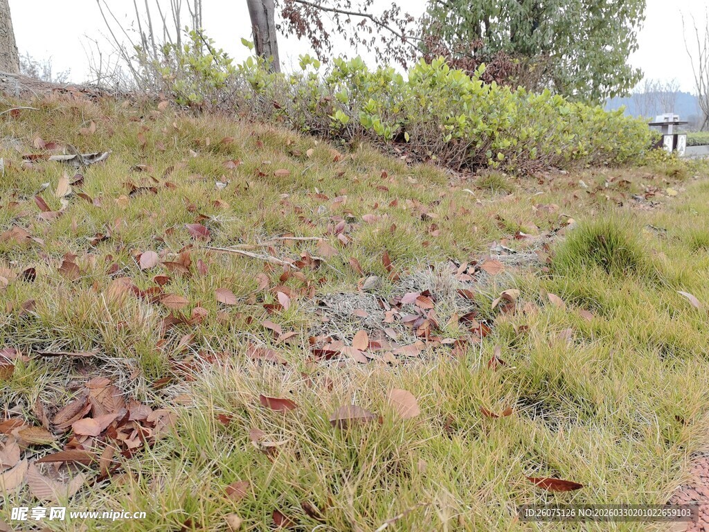 户外草地自然风光景色