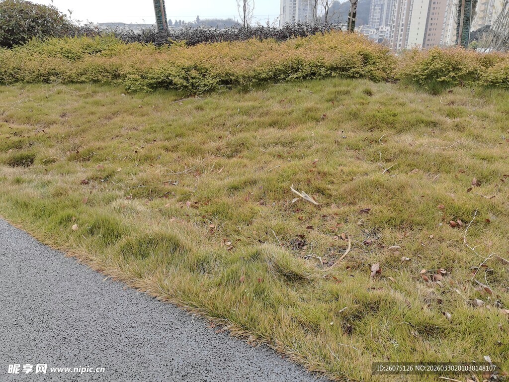 路边枯黄草地景象