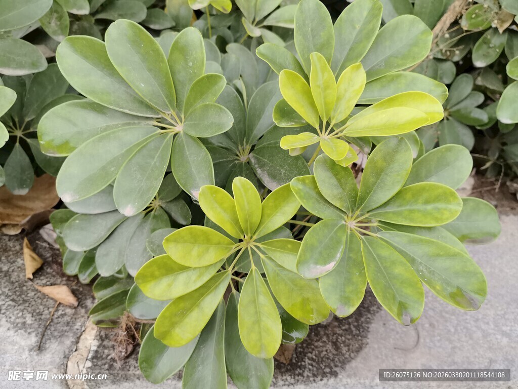 绿叶繁茂的观赏性植物
