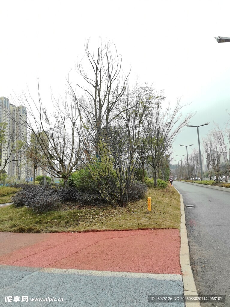城市道路旁的绿植景观