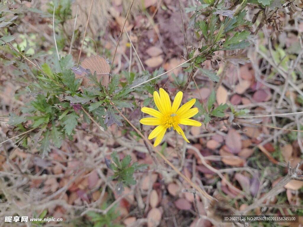 荒野中的黄色小花