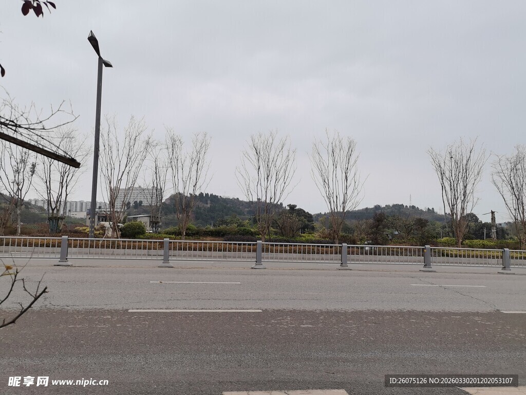 空旷广场与光秃树木景观