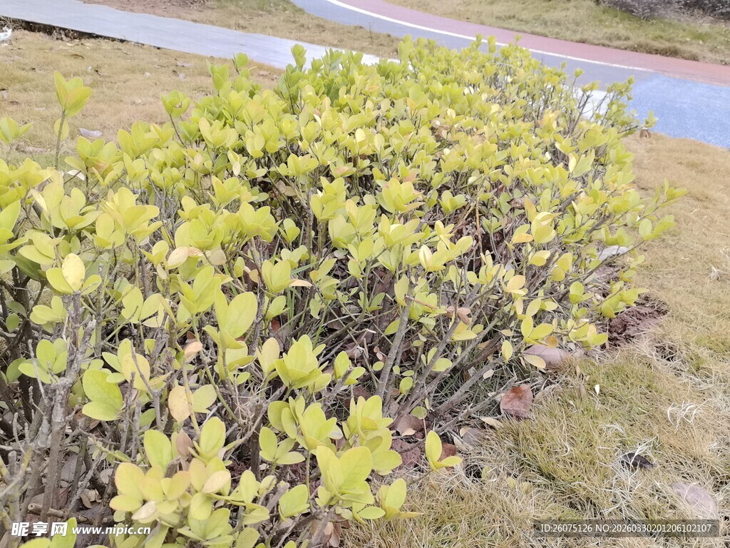 路边黄绿相间的灌木丛