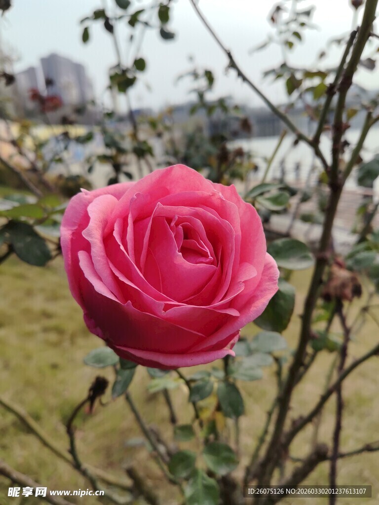 娇艳粉红玫瑰特写