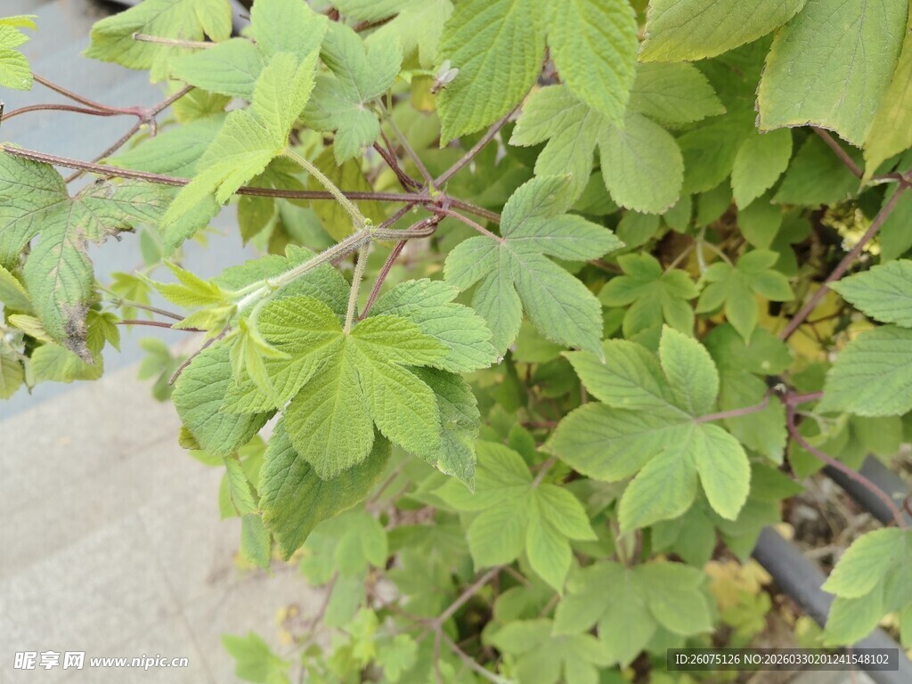 翠绿繁茂的爬藤植物