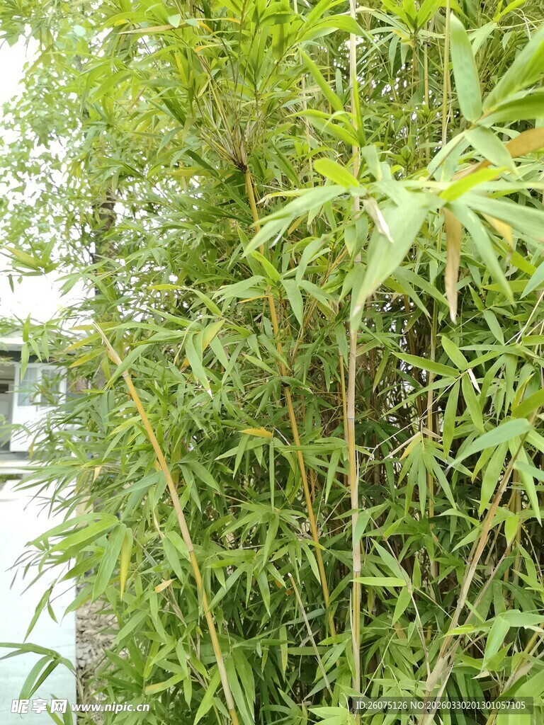 水边翠绿竹林景致