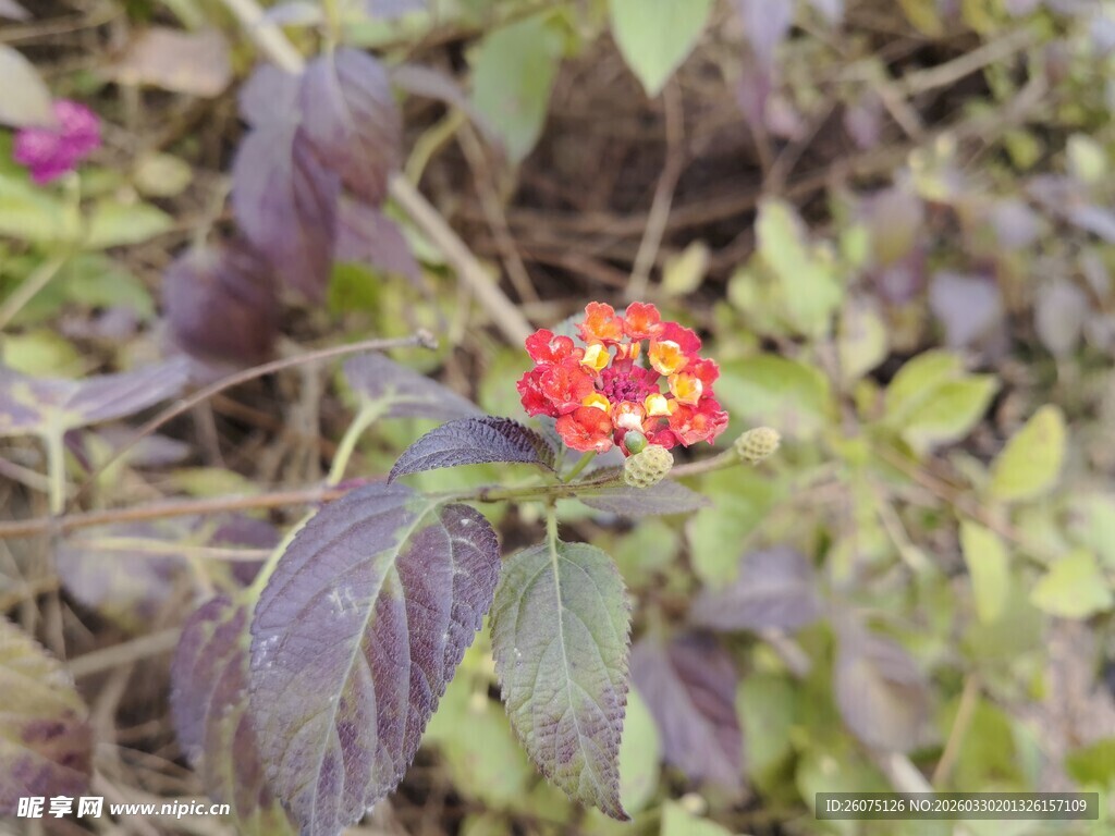绿叶间的艳丽小红花