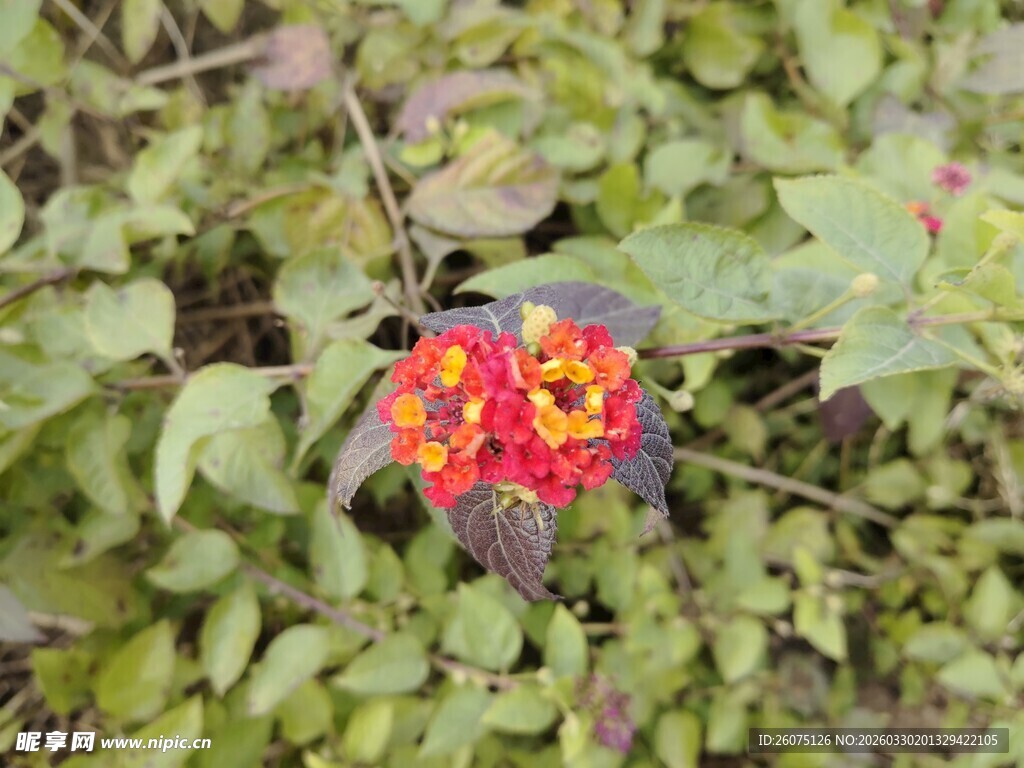 鲜艳双色花朵绽放绿叶间