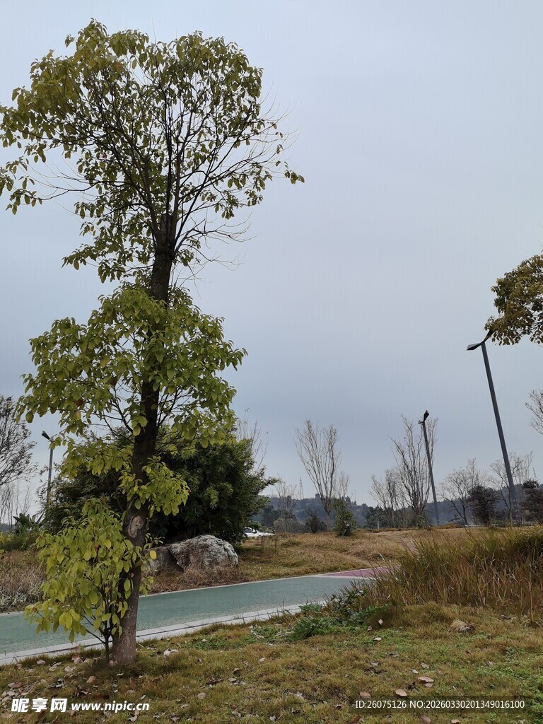 乡村河畔绿树风景图