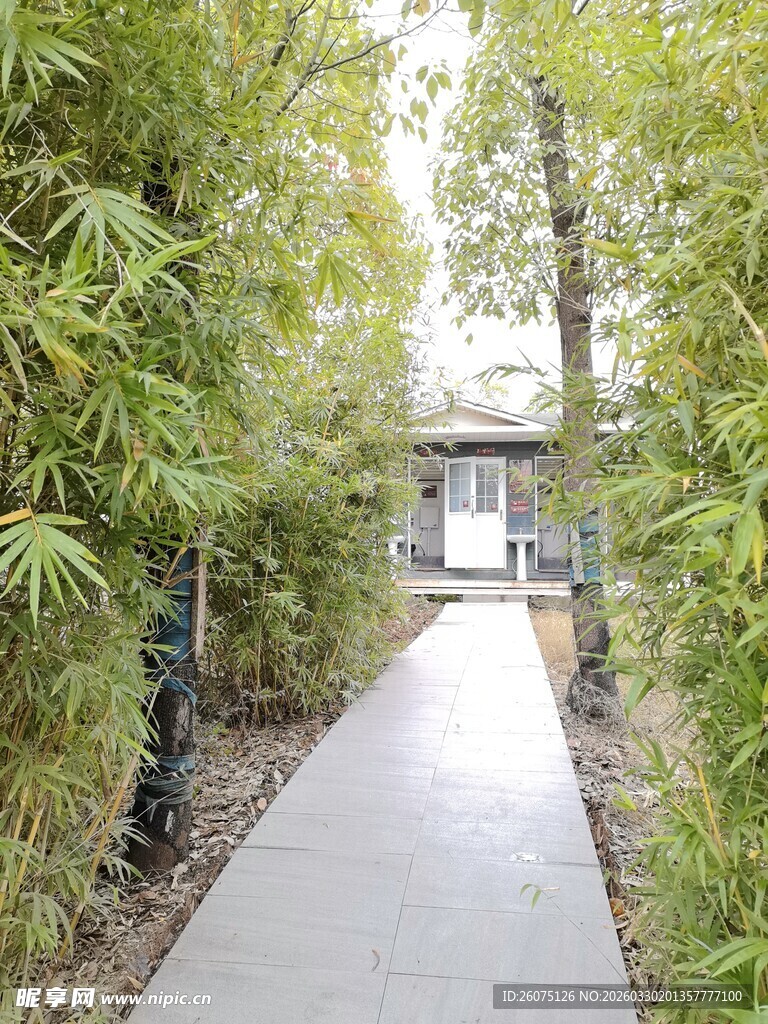 竹林小径通往幽静小屋