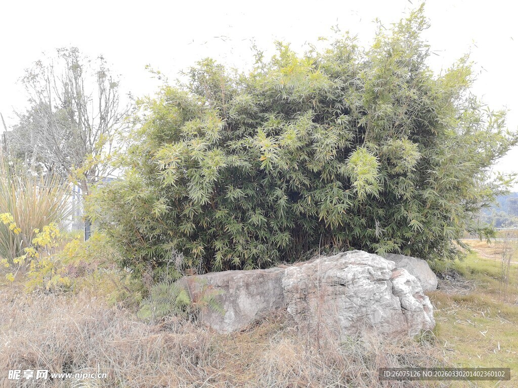 石旁翠竹景观