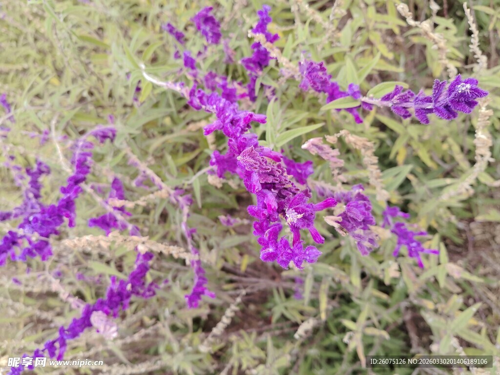 紫色野花绽放于草丛间