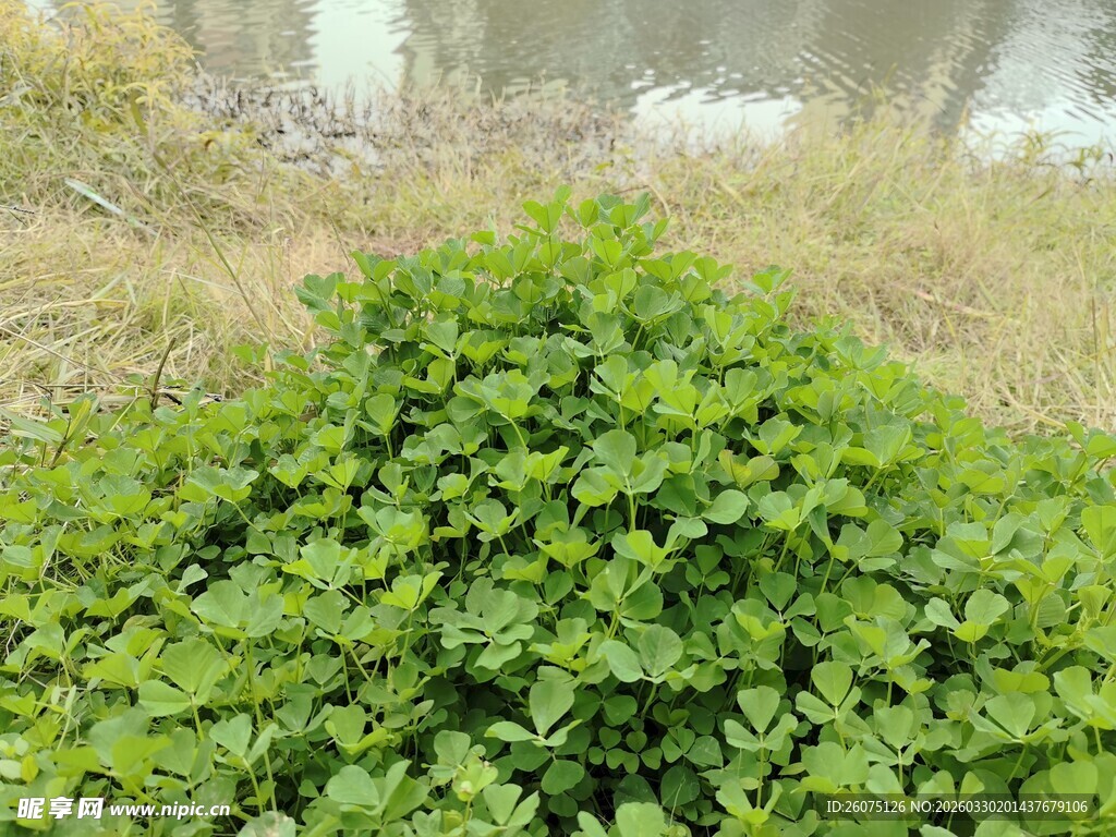 茂盛绿植展现自然生机