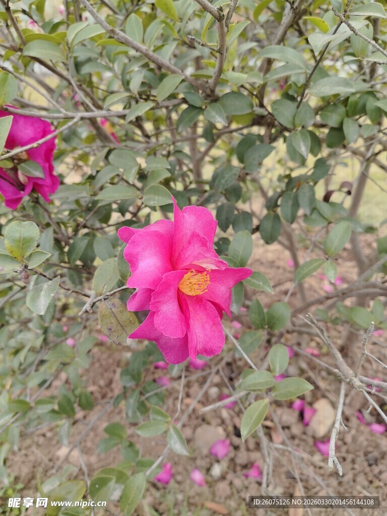 娇艳绽放的粉色花卉