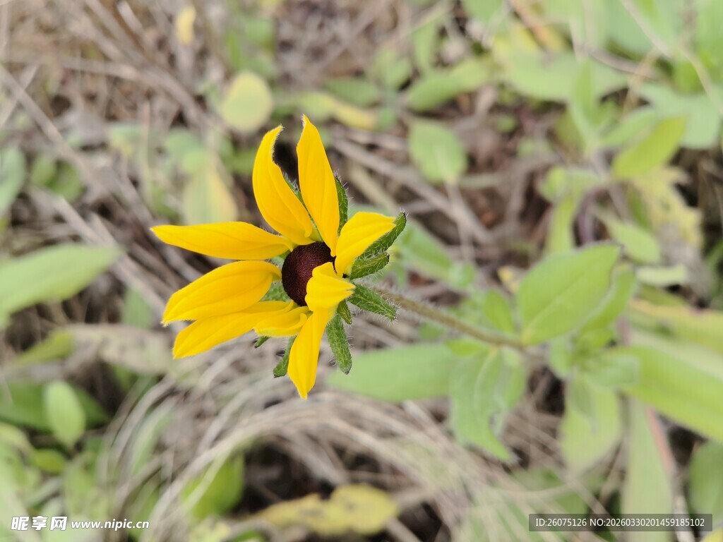 一朵绽放的黄色野外小花