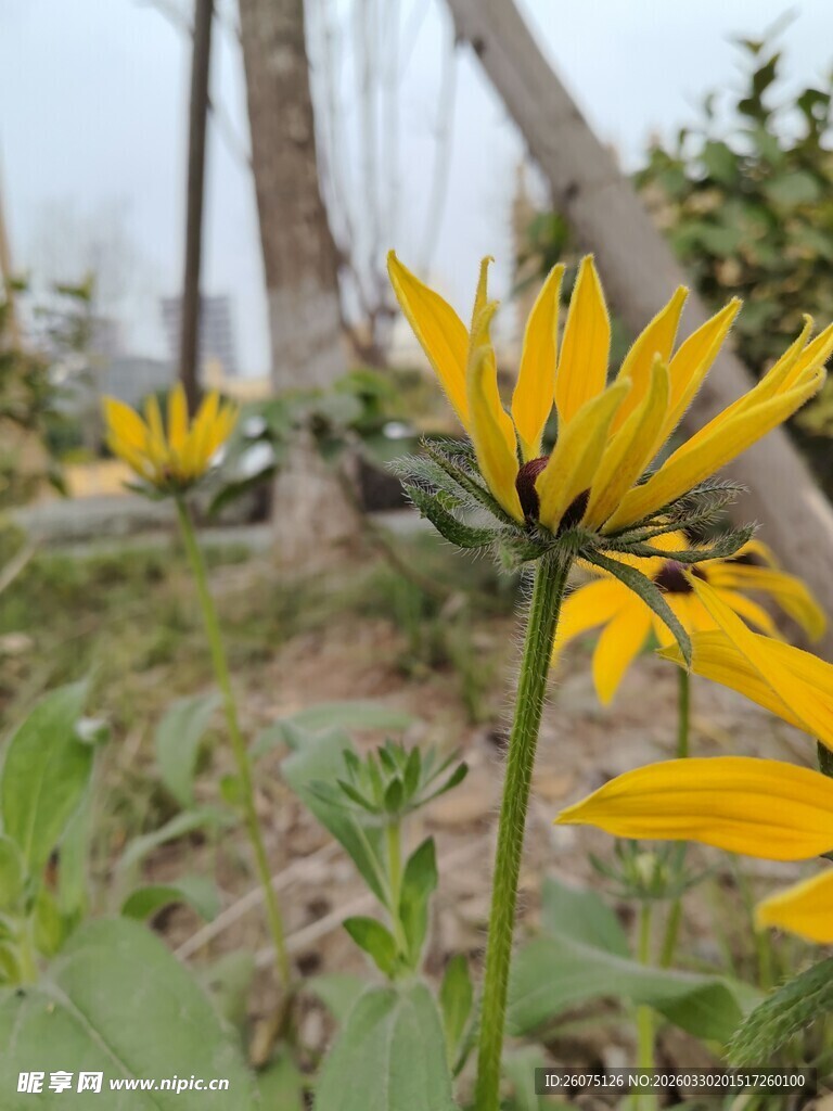黄色花朵绽放于绿植间