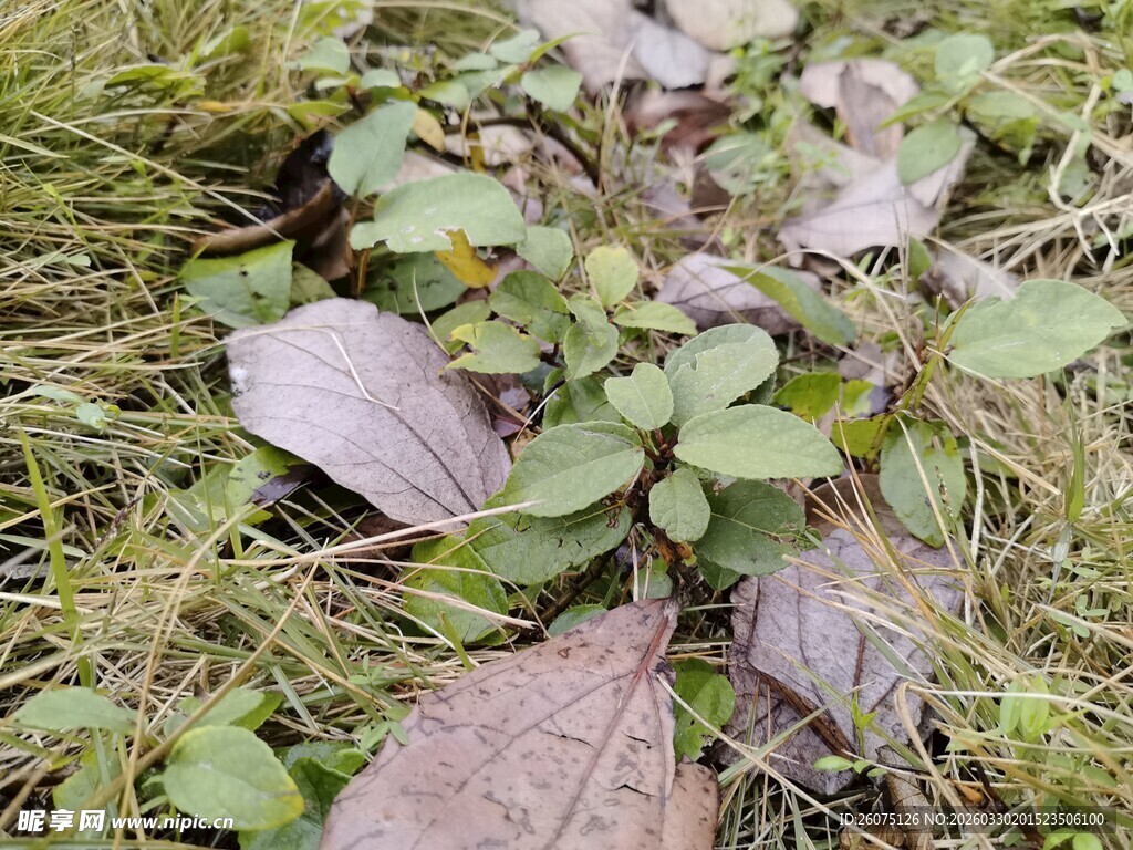 草地上的紫色叶片植物