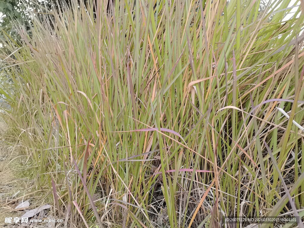 野外丛生的金黄芒草