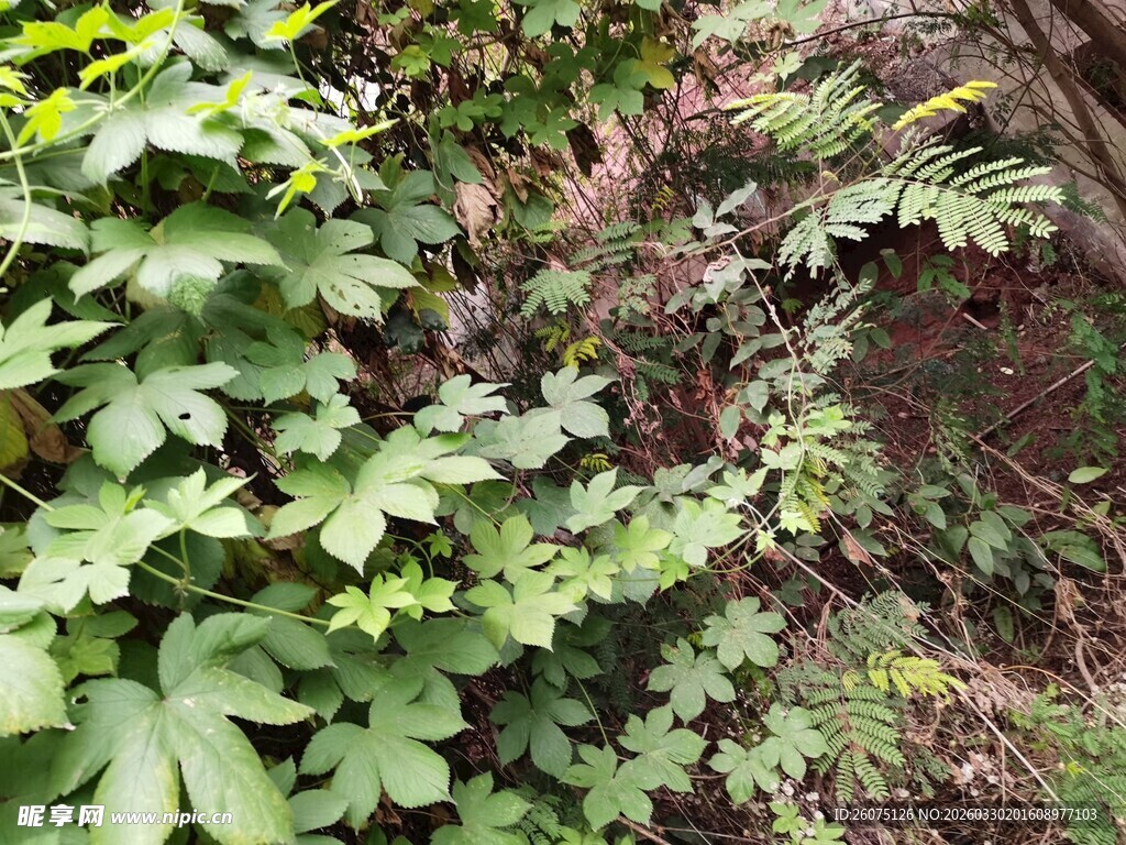 山林间繁茂的绿色植物