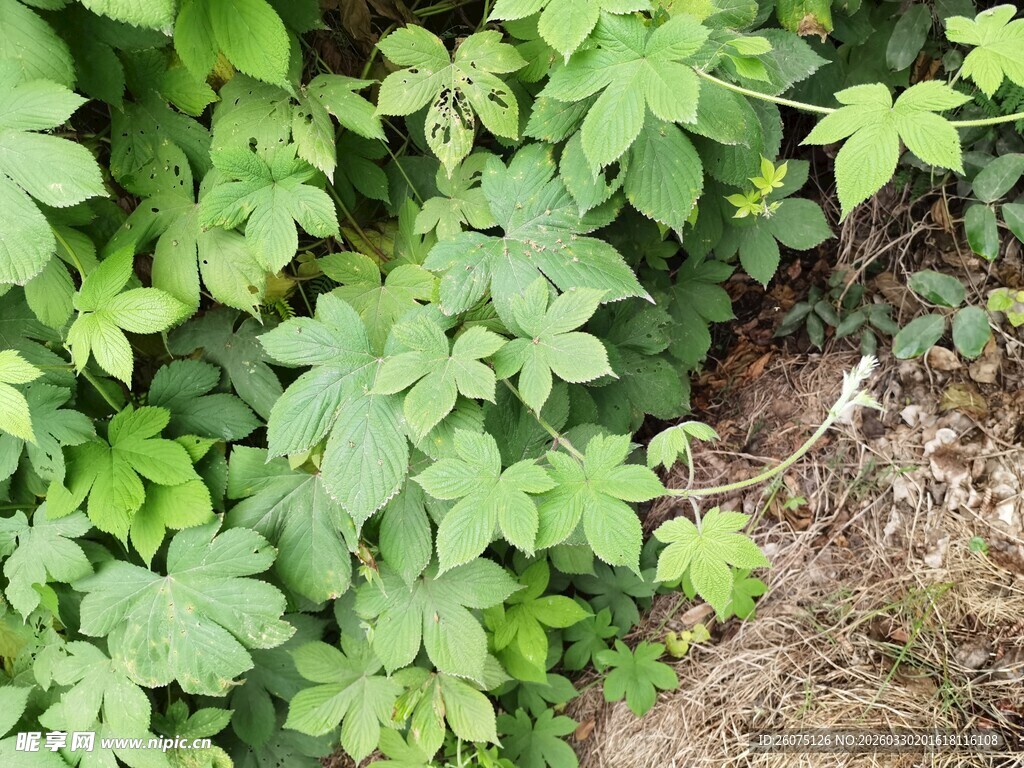 绿叶丛生的自然景象