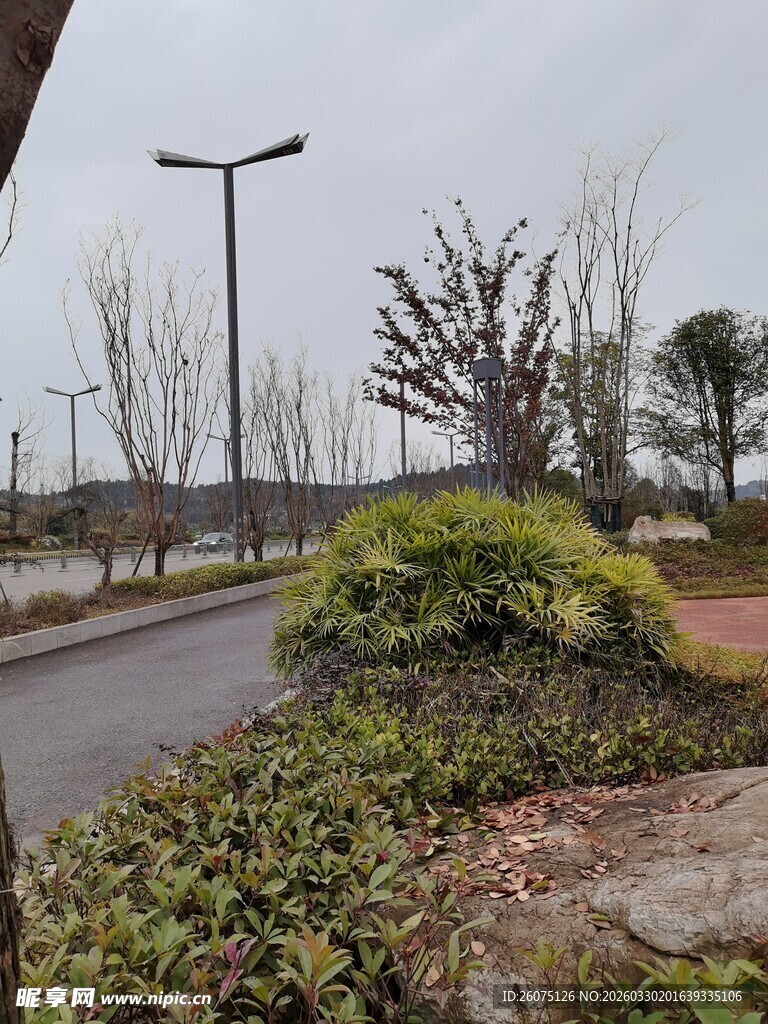 冬日路边绿植景观
