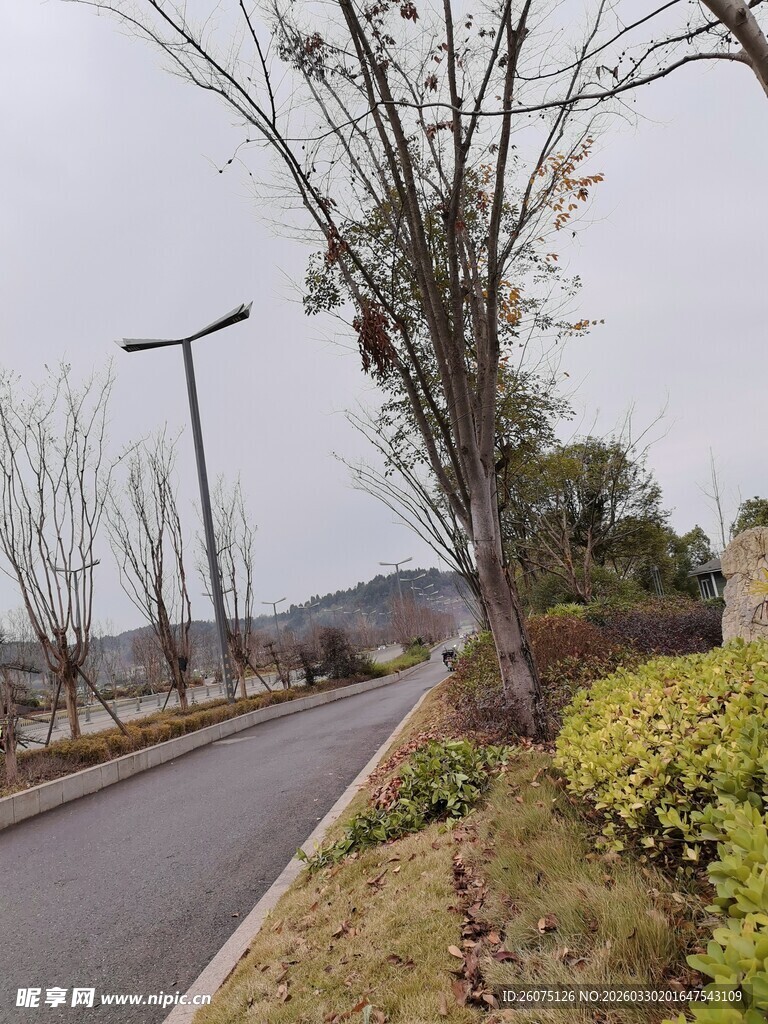 郊外路旁的树木与绿植