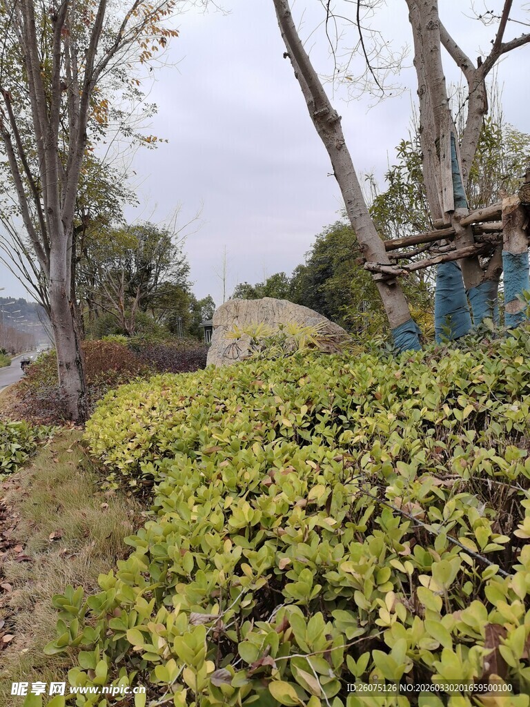 户外绿植与树木景观