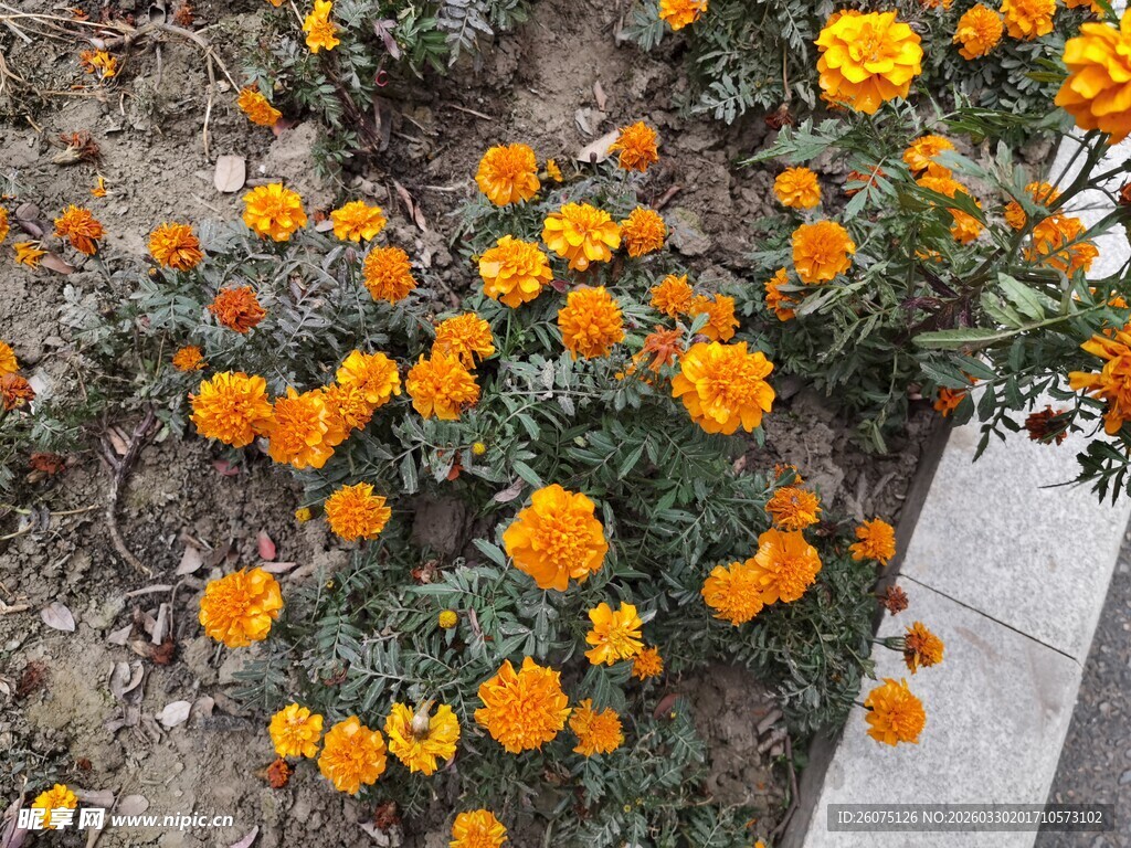 路边盛开的橙色美丽花朵