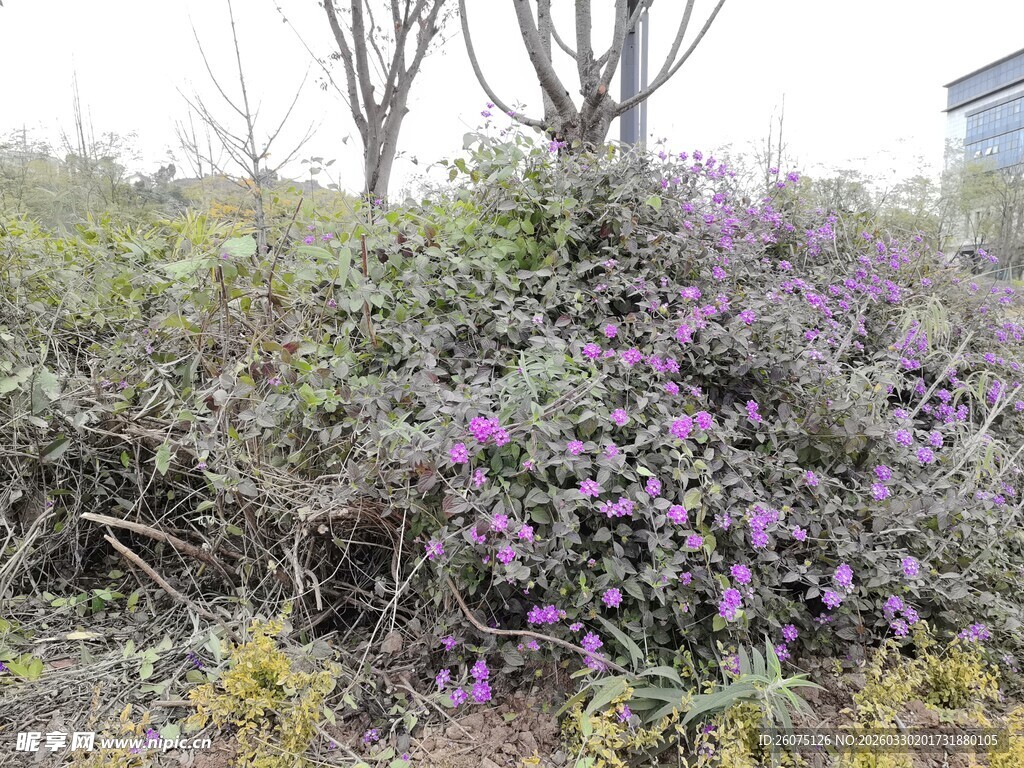 紫色花丛绽放于户外