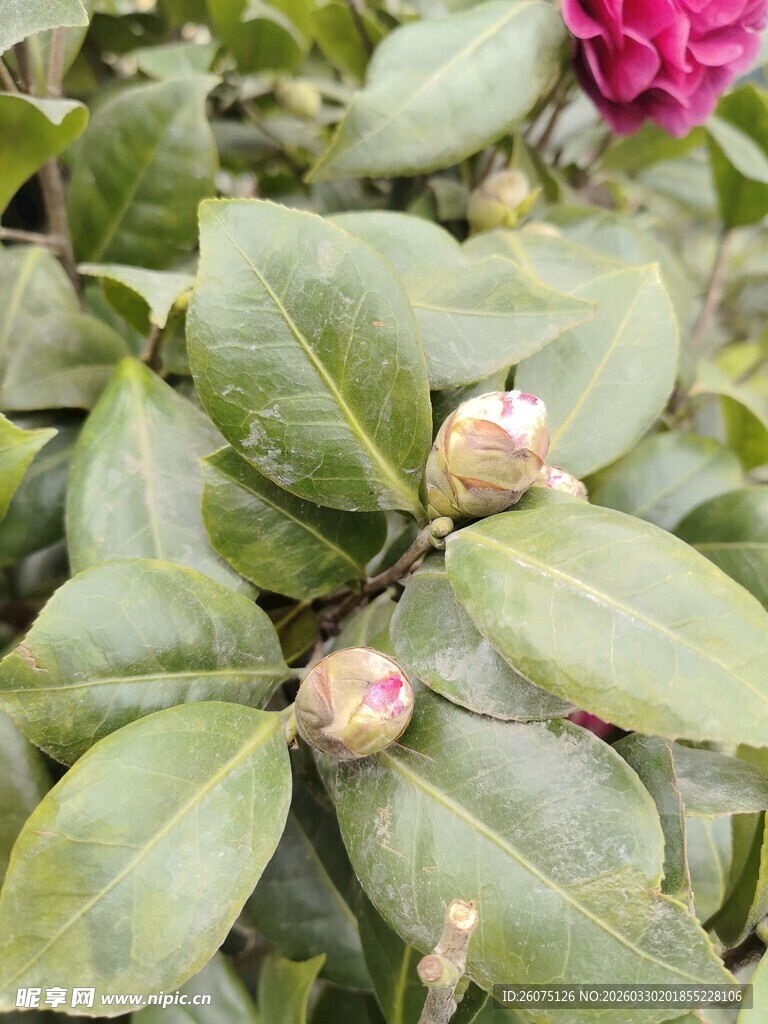 含苞待放的山茶花