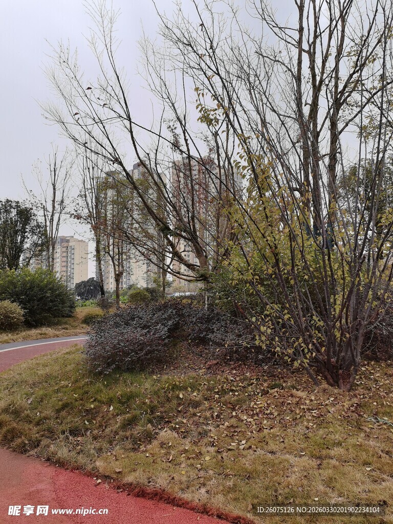 冬日路旁光秃树木景观