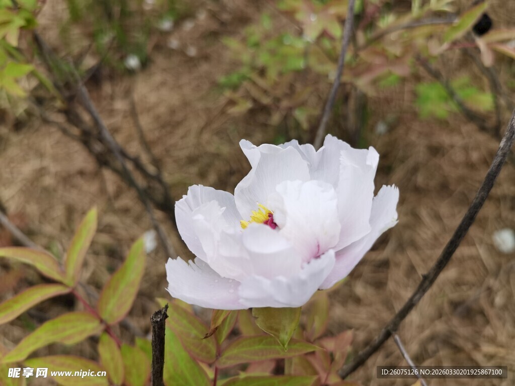 单朵白花绽放于自然间