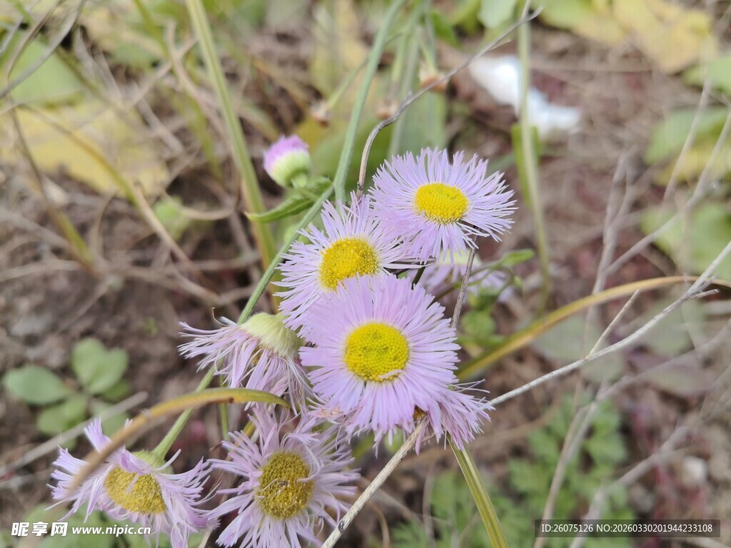 野地绽放的淡紫色小花