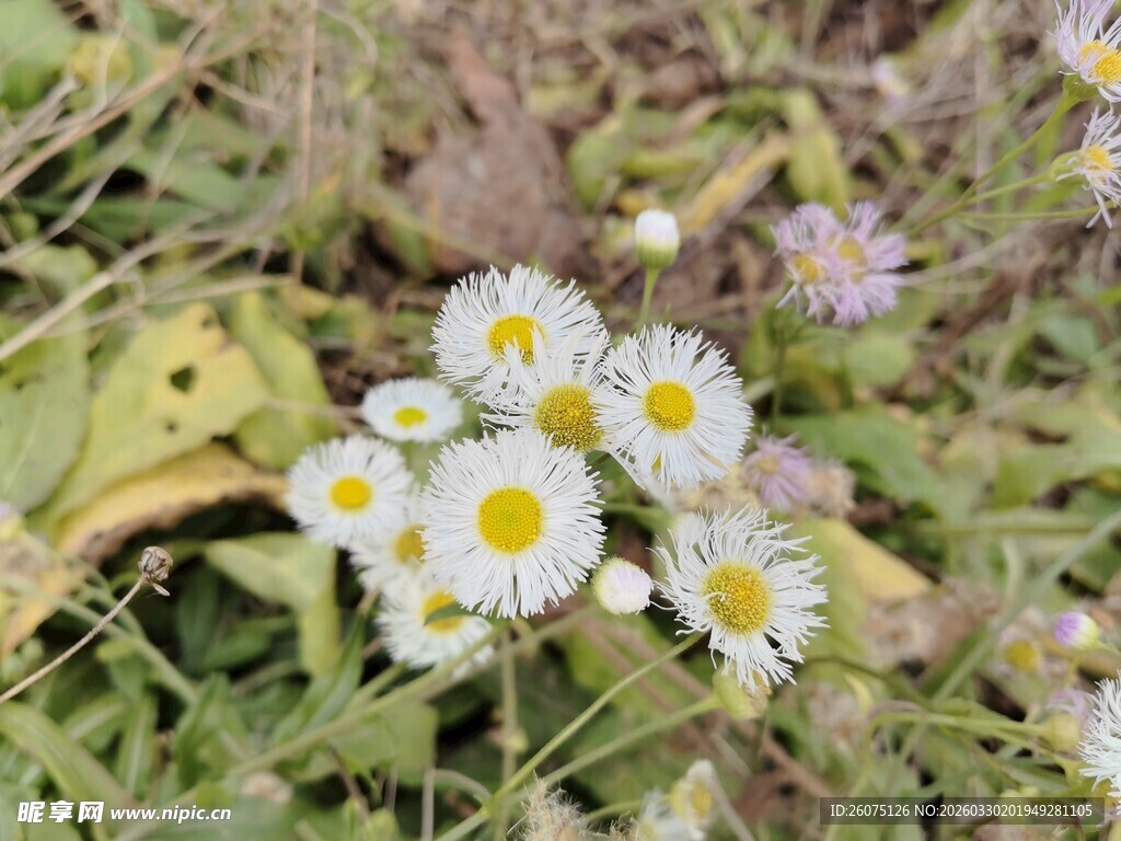 草地上的白色小雏菊