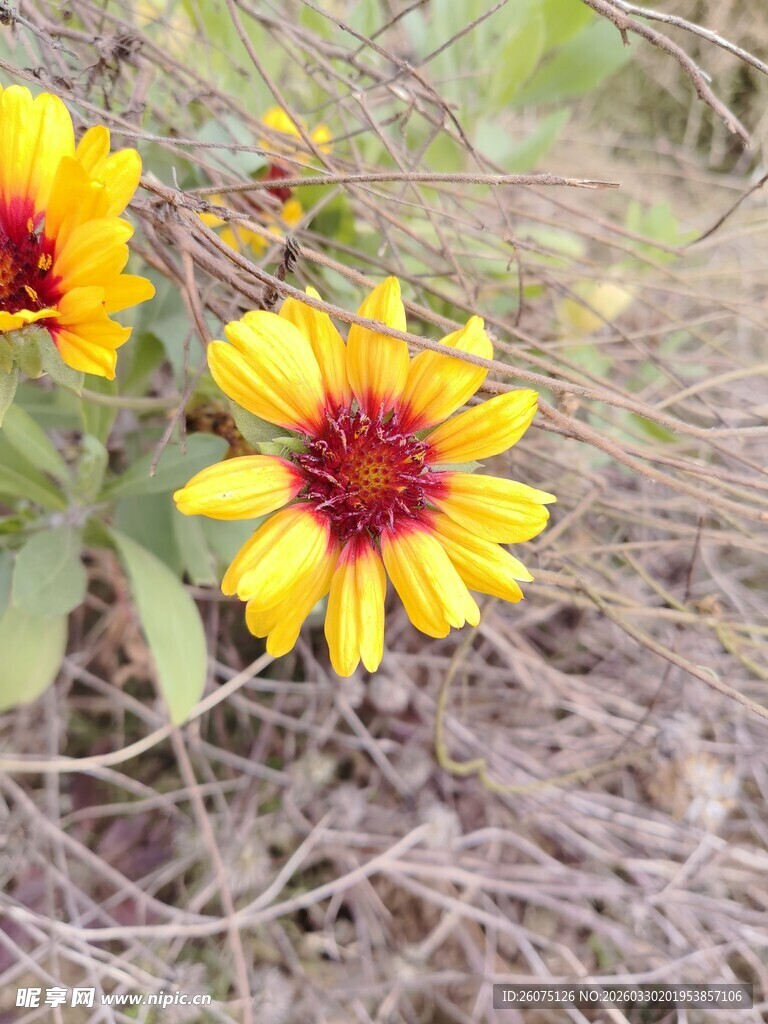 两朵鲜艳的黄色黑心花朵