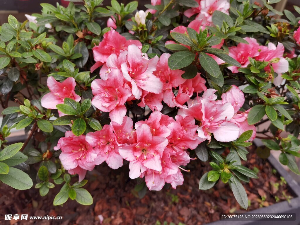 娇艳欲滴的粉色杜鹃花