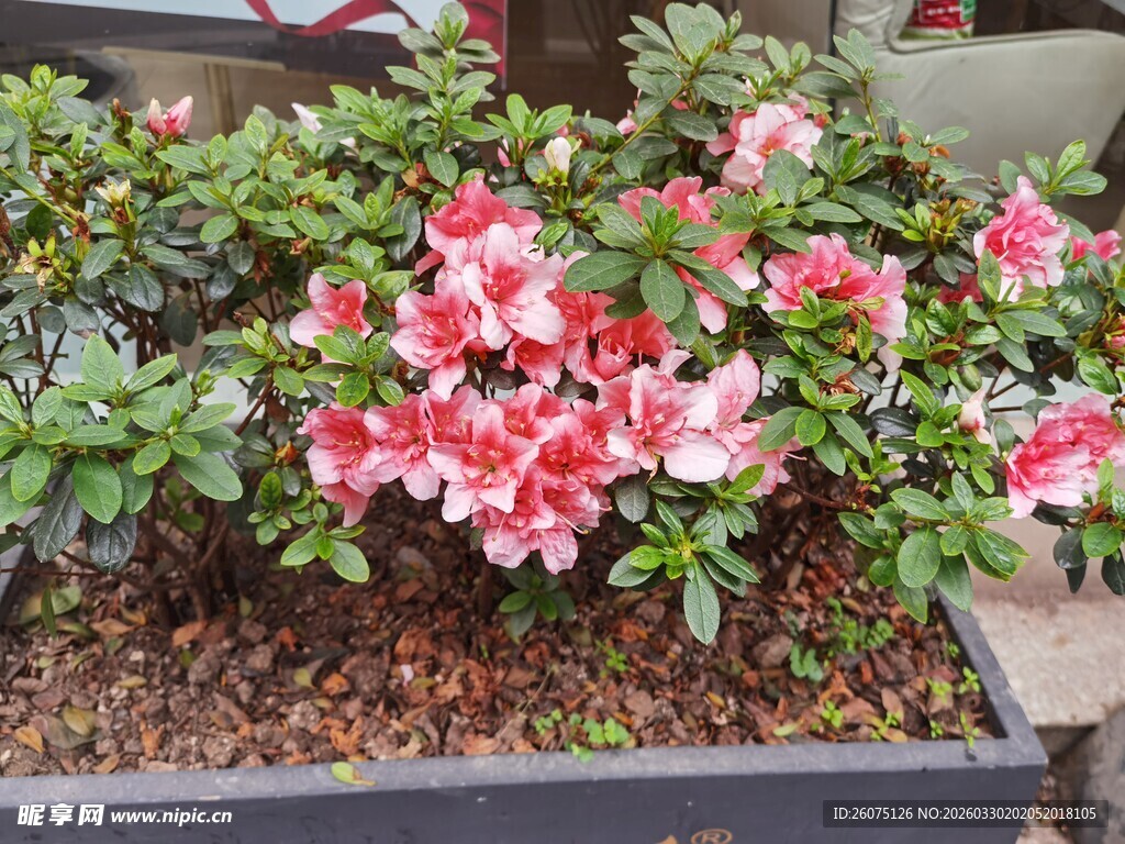 盛开的双色杜鹃花盆栽