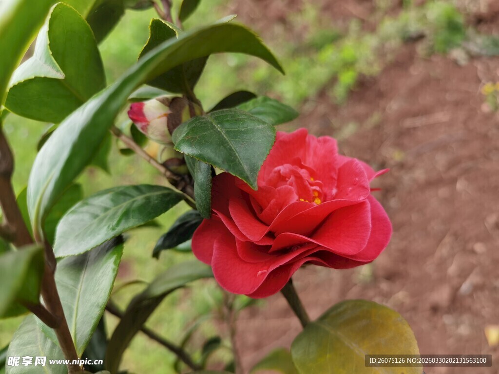 娇艳山茶花绽放于绿叶间