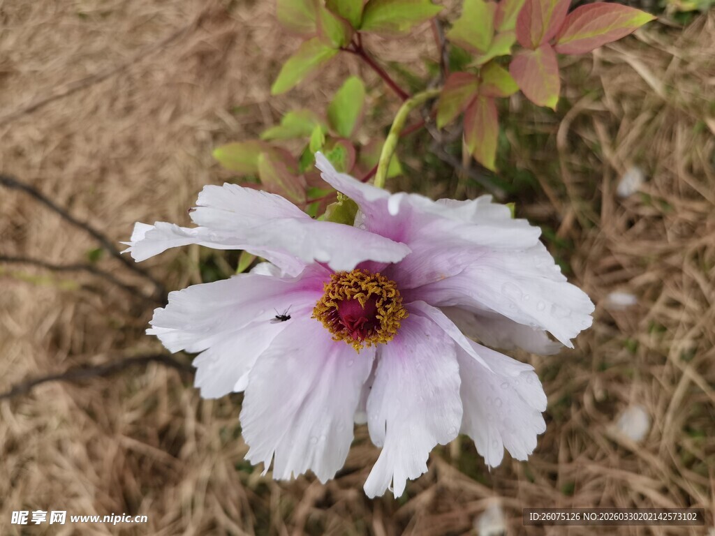 单朵淡紫色花朵特写