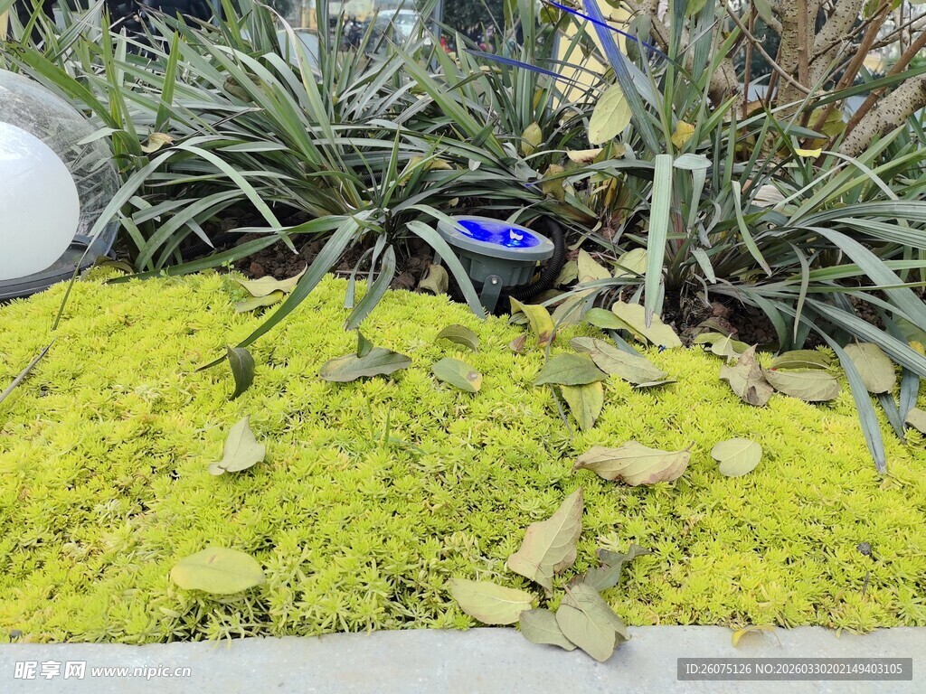 翠绿苔藓与植物景观