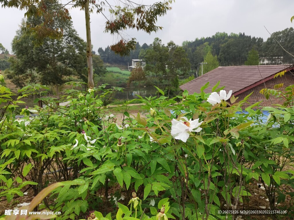 田园间的繁茂绿植花卉