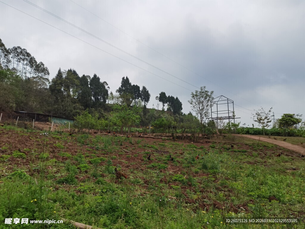 绿意盎然的山坡田园风光