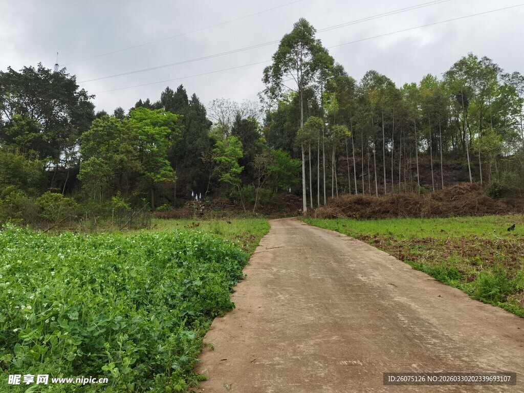 乡间小路旁的翠绿田野