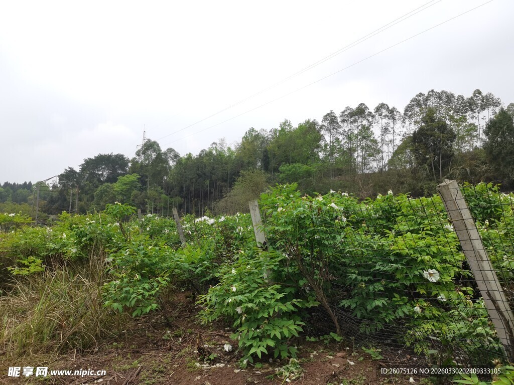 乡村田野间的绿植与木栅栏