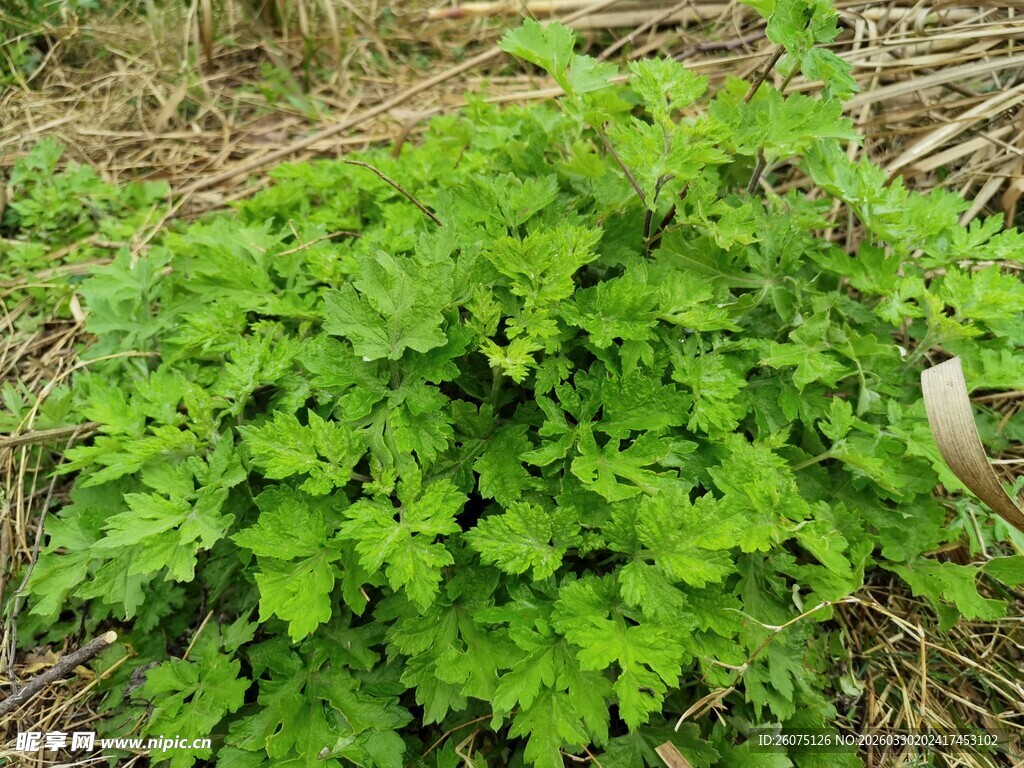嫩绿茂盛的植物