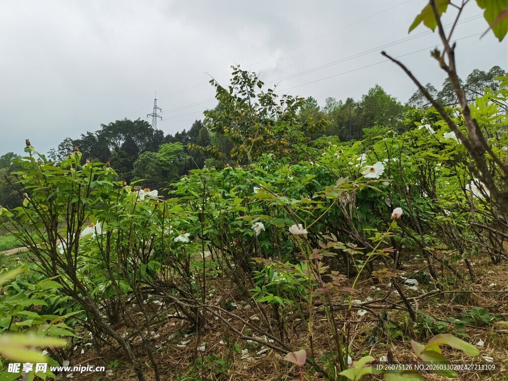 山林间繁茂的绿色植物