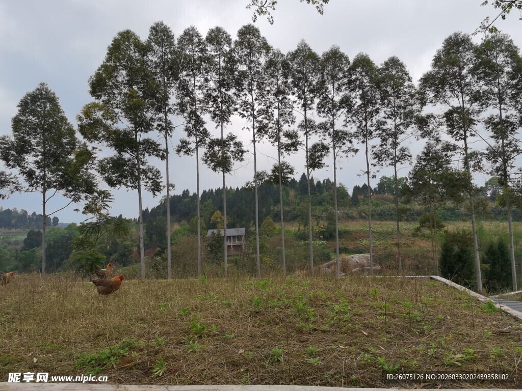 乡村田野中的高大桉树林