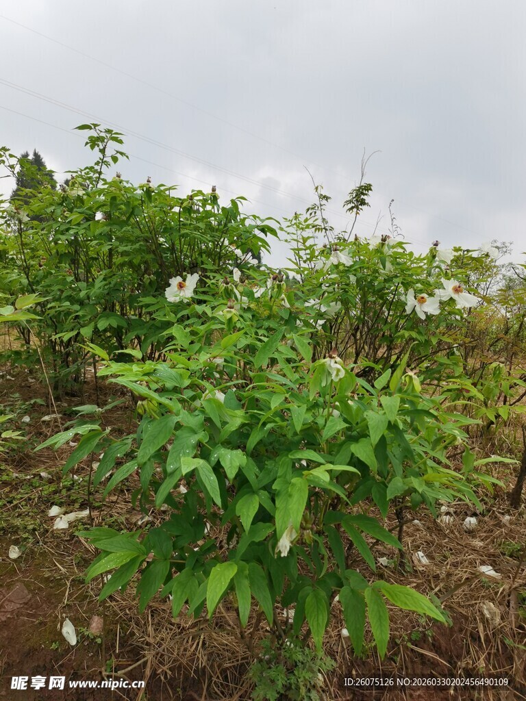 田间绿色植物生机勃勃