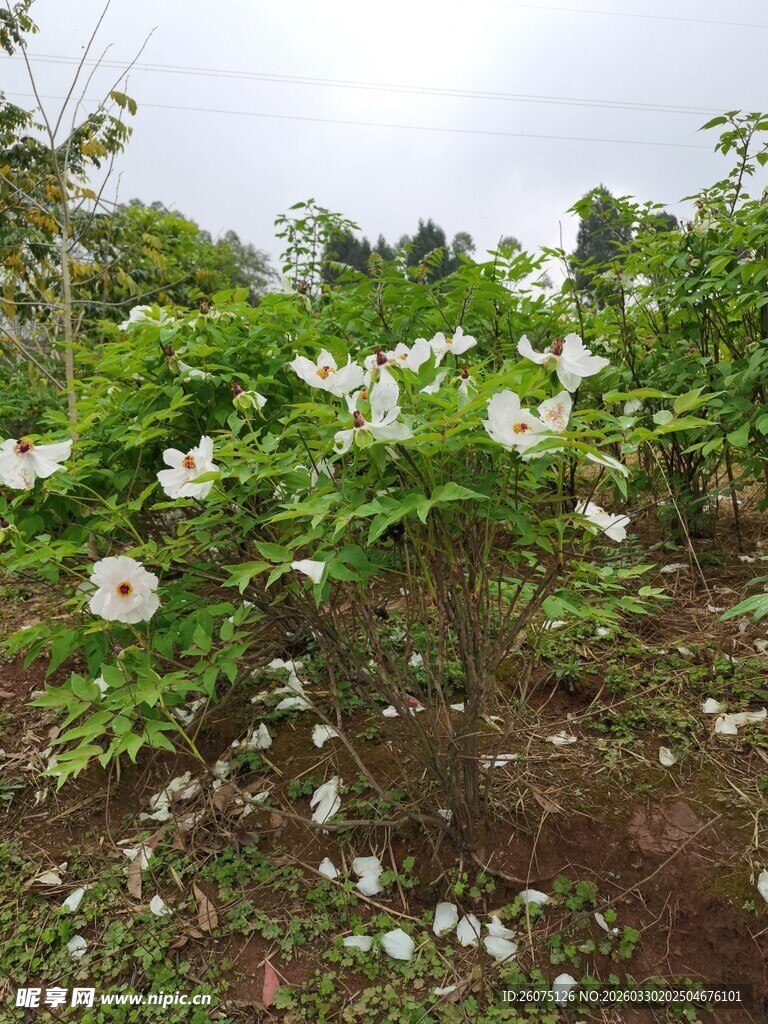 盛开的白色花朵植物景观