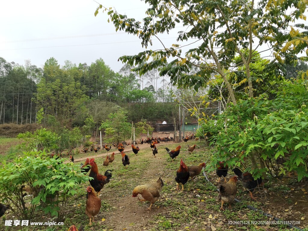 林间漫步的鸡群